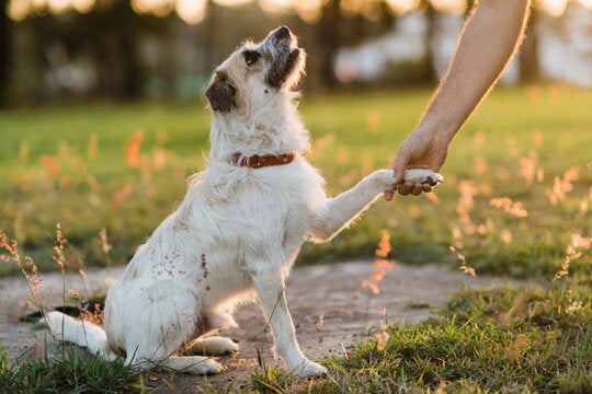 Done Deal! MediPet™ Merges with Papilio™ for Ultimate Pet and Human Wellness Solutions!
