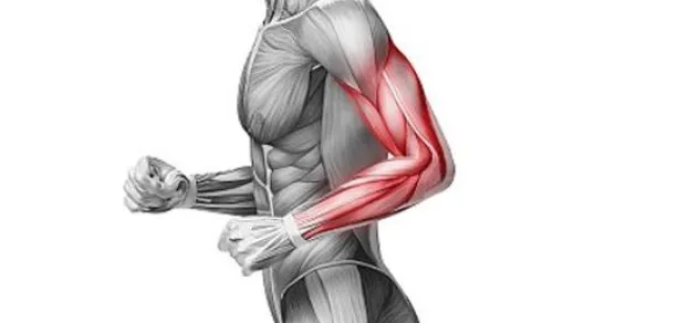 Study: Understanding the Impact of C60 Fullerene on Muscle Fatigue Recovery